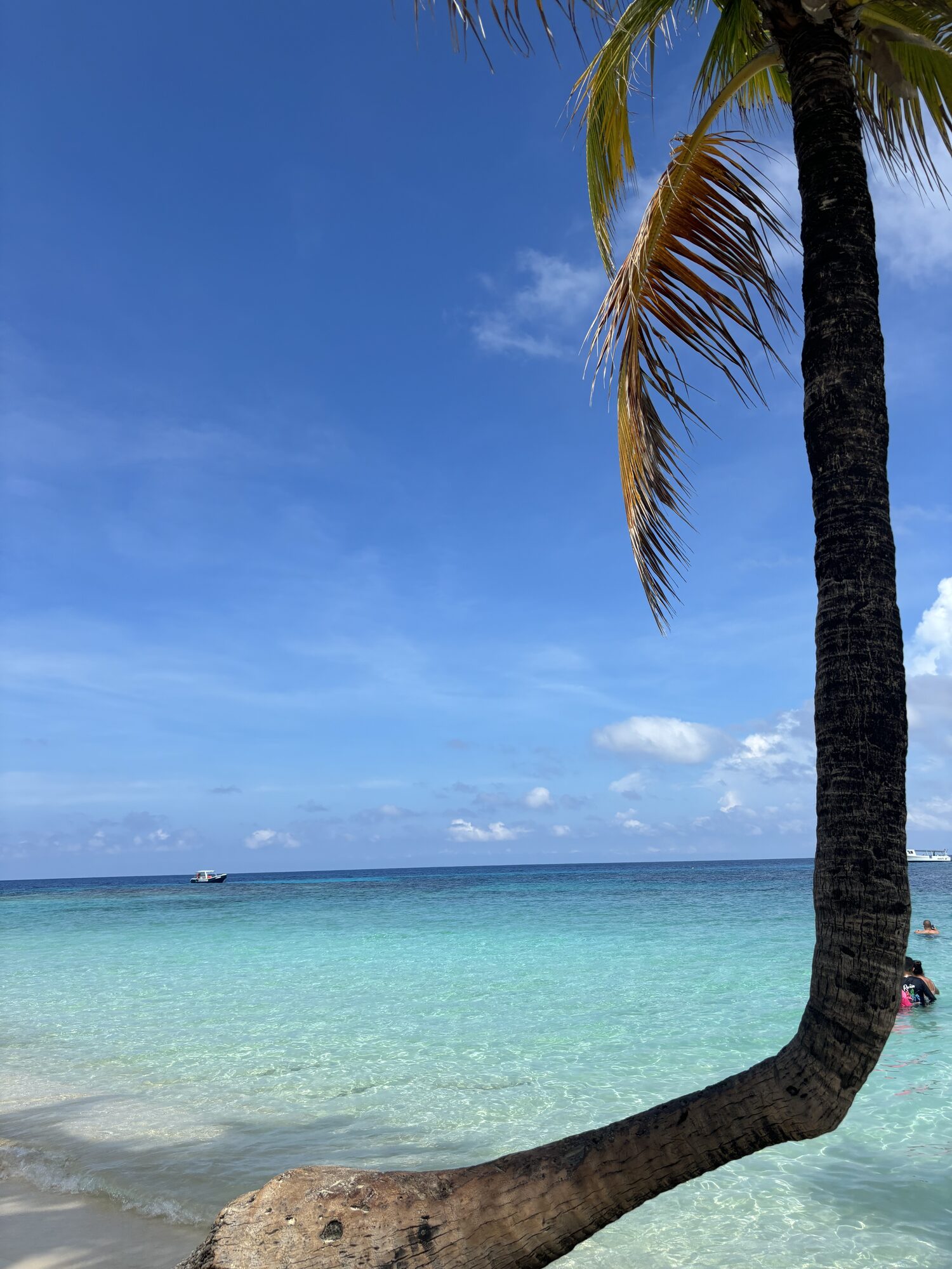 Palm tree over turquoise Caribbean water