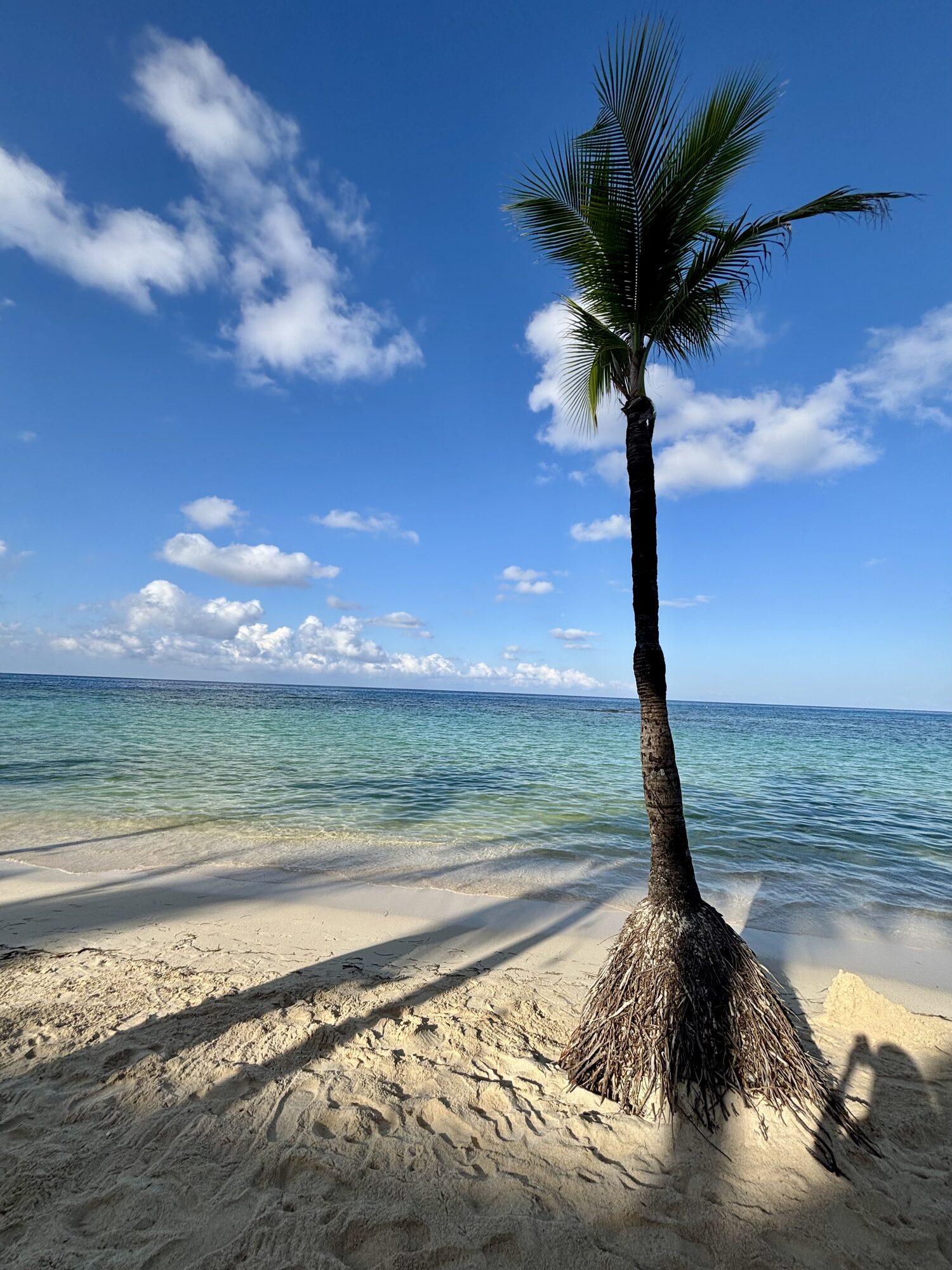 Palm tree on the Caribbean beach
